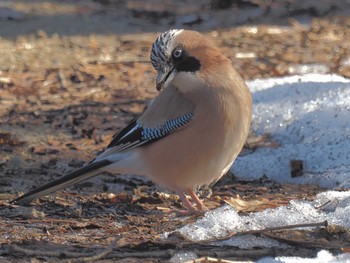 Eurasian Jay ひるがの高原(蛭ヶ野高原) Wed, 3/27/2024