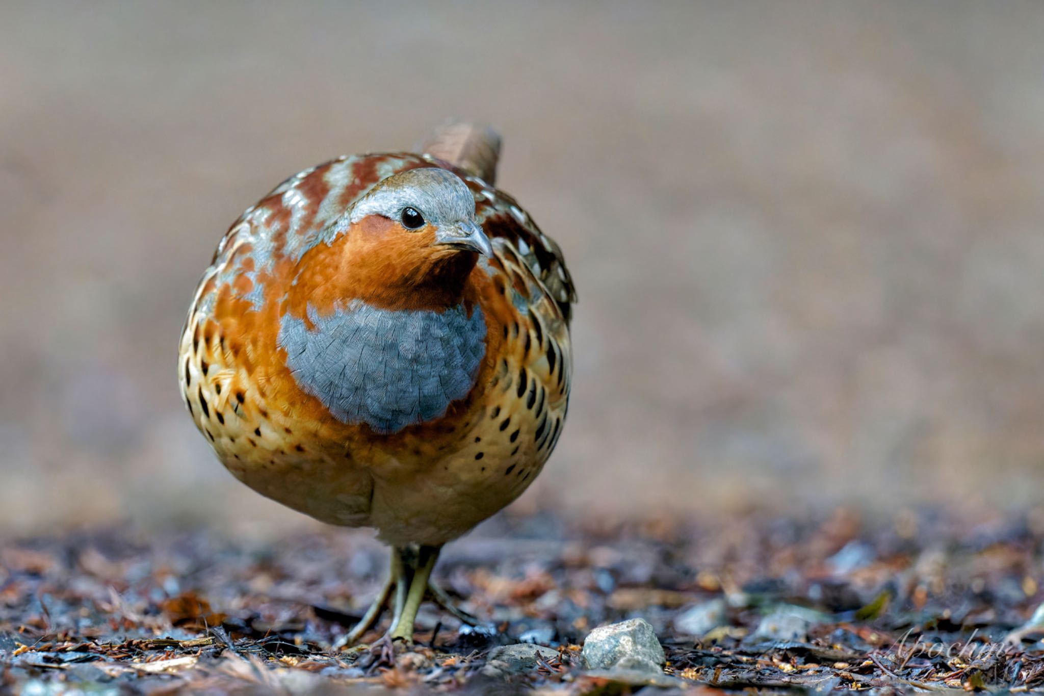 Photo of Chinese Bamboo Partridge at Kodomo Shizen Park by アポちん