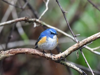 Red-flanked Bluetail 日向渓谷 Sun, 3/24/2024