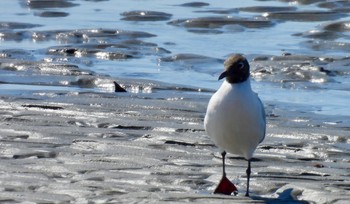 ユリカモメ 藤前干潟 2024年3月27日(水)