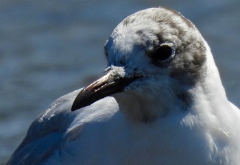 Black-headed Gull Fujimae Tidal Flat Wed, 3/27/2024