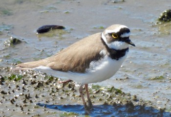 Wed, 3/27/2024 Birding report at 土留木川河口(東海市)