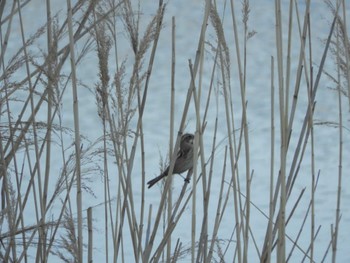 Common Reed Bunting Tokyo Port Wild Bird Park Fri, 3/29/2024