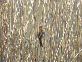 Chinese Hwamei Tokyo Port Wild Bird Park Fri, 3/29/2024