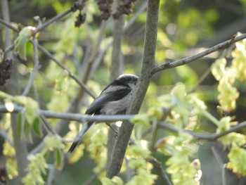 Long-tailed Tit Tokyo Port Wild Bird Park Fri, 3/29/2024