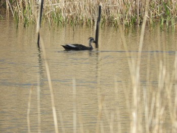 Eastern Spot-billed Duck Tokyo Port Wild Bird Park Fri, 3/29/2024