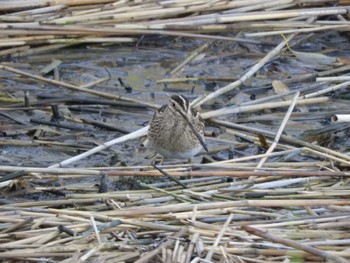 Common Snipe Tokyo Port Wild Bird Park Fri, 3/29/2024