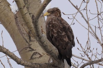 White-tailed Eagle 札幌 Sun, 2/25/2024