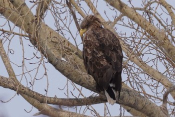 White-tailed Eagle 札幌 Sun, 2/25/2024