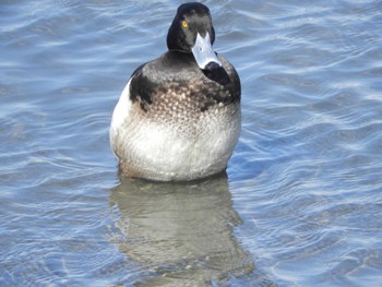 Tufted Duck Tokyo Port Wild Bird Park Fri, 3/29/2024