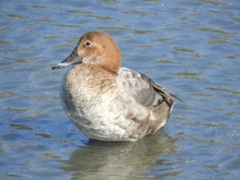 ホシハジロ 東京港野鳥公園 2024年3月29日(金)