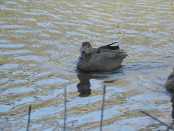 Gadwall Tokyo Port Wild Bird Park Fri, 3/29/2024