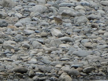 Water Pipit 多摩川二ヶ領上河原堰 Sun, 12/16/2018