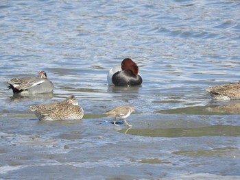 イソシギ 東京港野鳥公園 2024年3月29日(金)