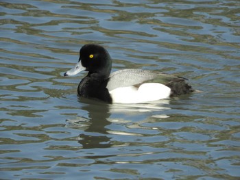 スズガモ 東京港野鳥公園 2024年3月29日(金)