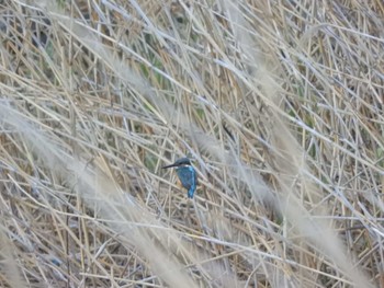 Common Kingfisher Tokyo Port Wild Bird Park Fri, 3/29/2024