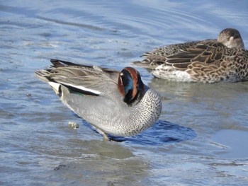 Eurasian Teal Tokyo Port Wild Bird Park Fri, 3/29/2024