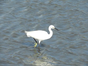 Little Egret Tokyo Port Wild Bird Park Fri, 3/29/2024