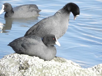 Eurasian Coot Tokyo Port Wild Bird Park Fri, 3/29/2024