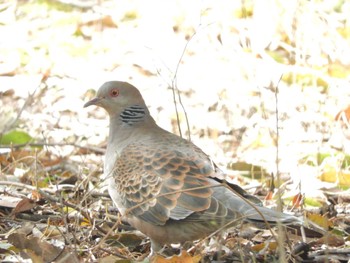 キジバト 東京港野鳥公園 2024年3月29日(金)