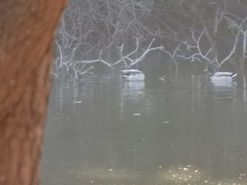 マガモ 東京港野鳥公園 2024年3月29日(金)