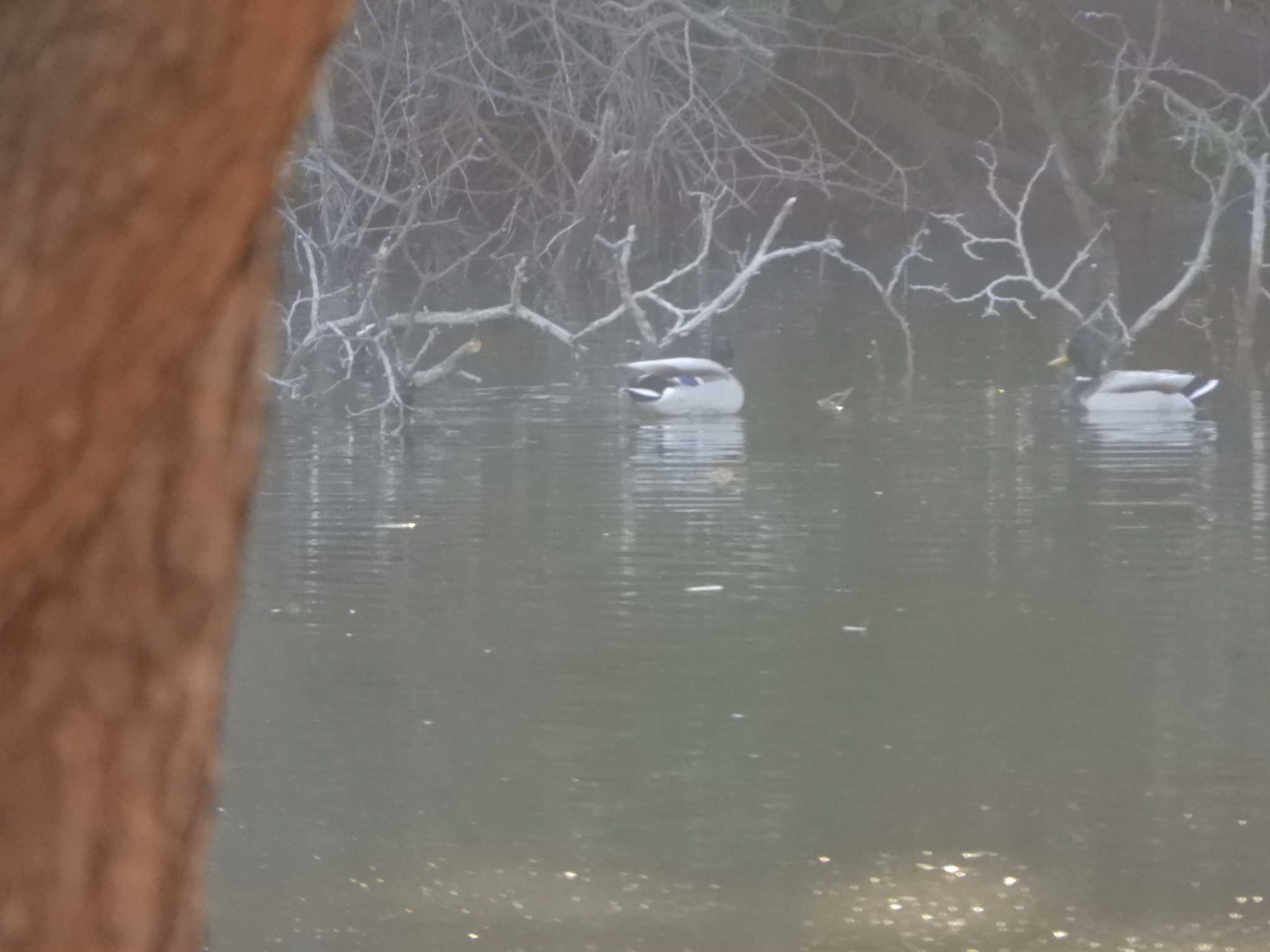 東京港野鳥公園 マガモの写真 by maru