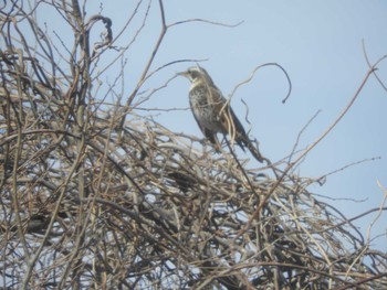 Dusky Thrush Tokyo Port Wild Bird Park Fri, 3/29/2024