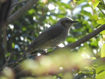 Brown-eared Bulbul Tokyo Port Wild Bird Park Fri, 3/29/2024