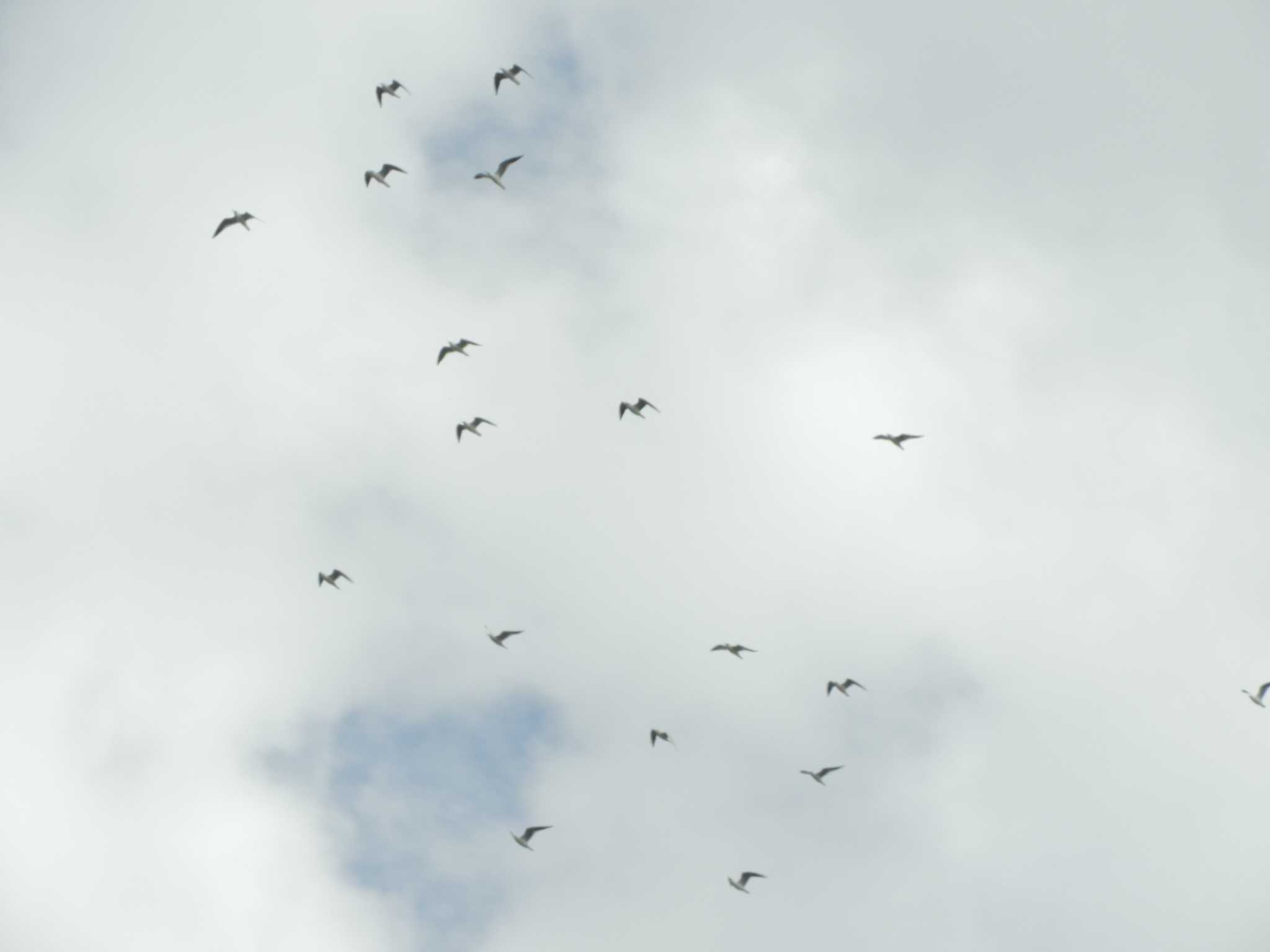 東京港野鳥公園 ユリカモメの写真 by maru