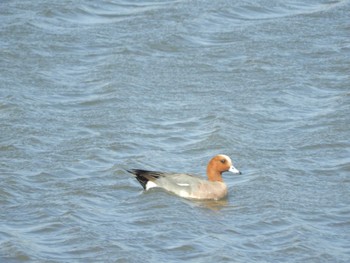 Eurasian Wigeon Tokyo Port Wild Bird Park Fri, 3/29/2024