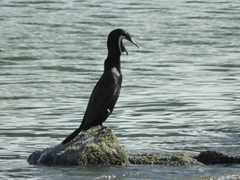 カワウ 東京港野鳥公園 2024年3月29日(金)