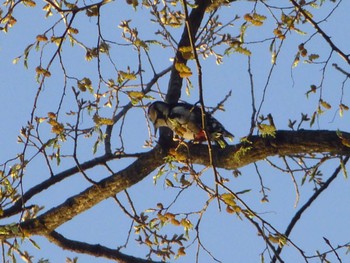 Fri, 3/29/2024 Birding report at じゅん菜池緑地(蓴菜池緑地)