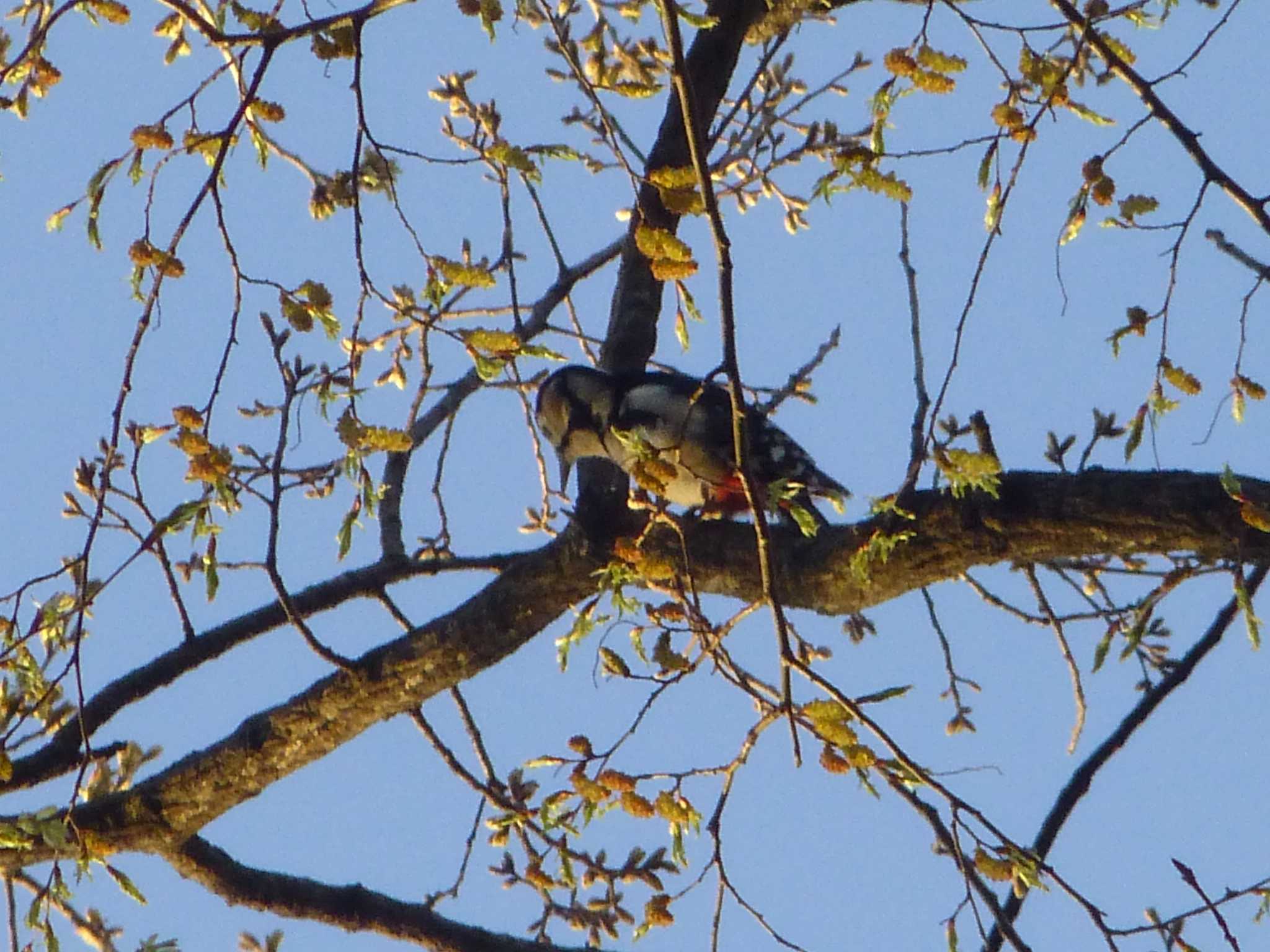 Great Spotted Woodpecker