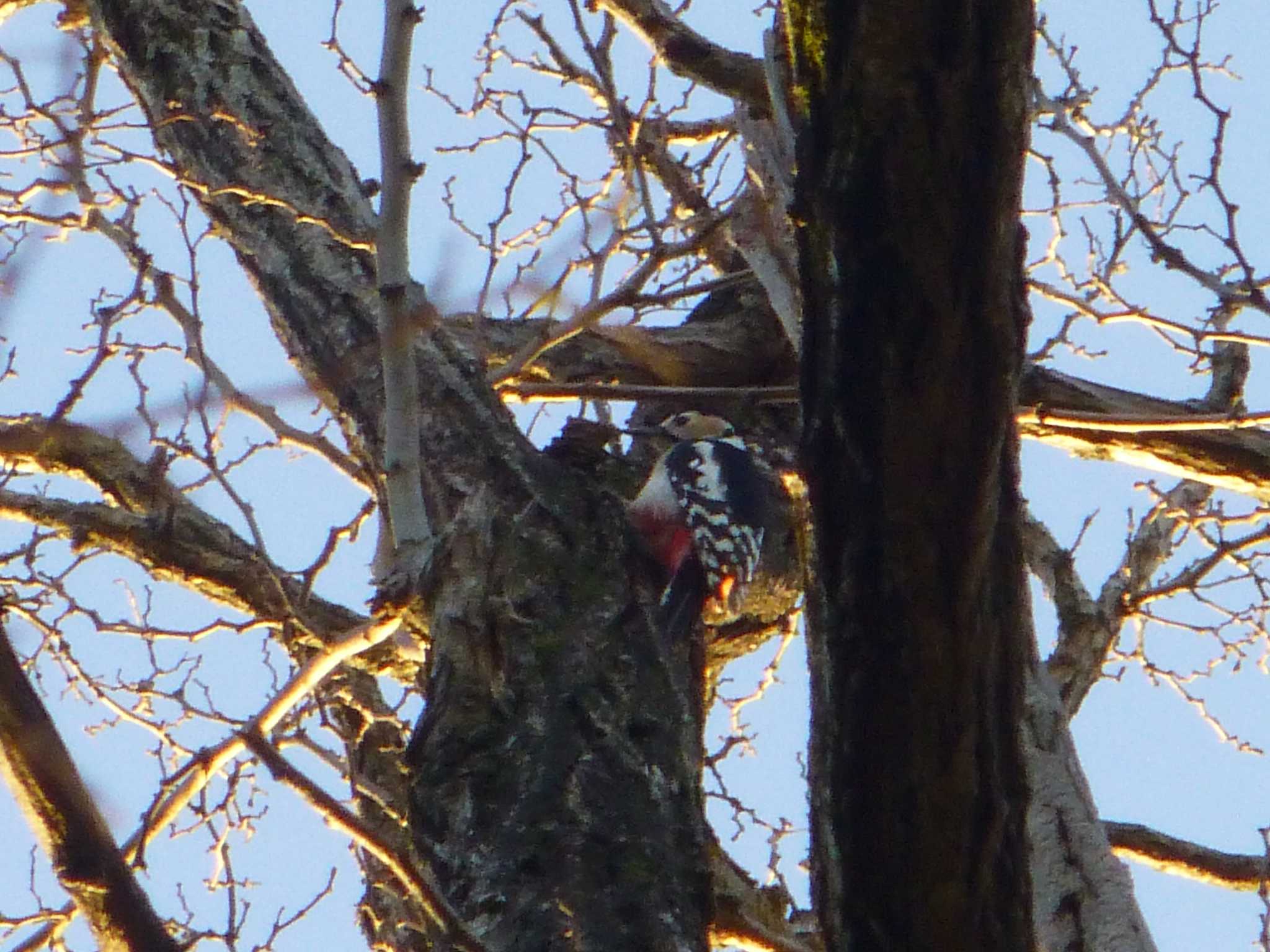 Great Spotted Woodpecker