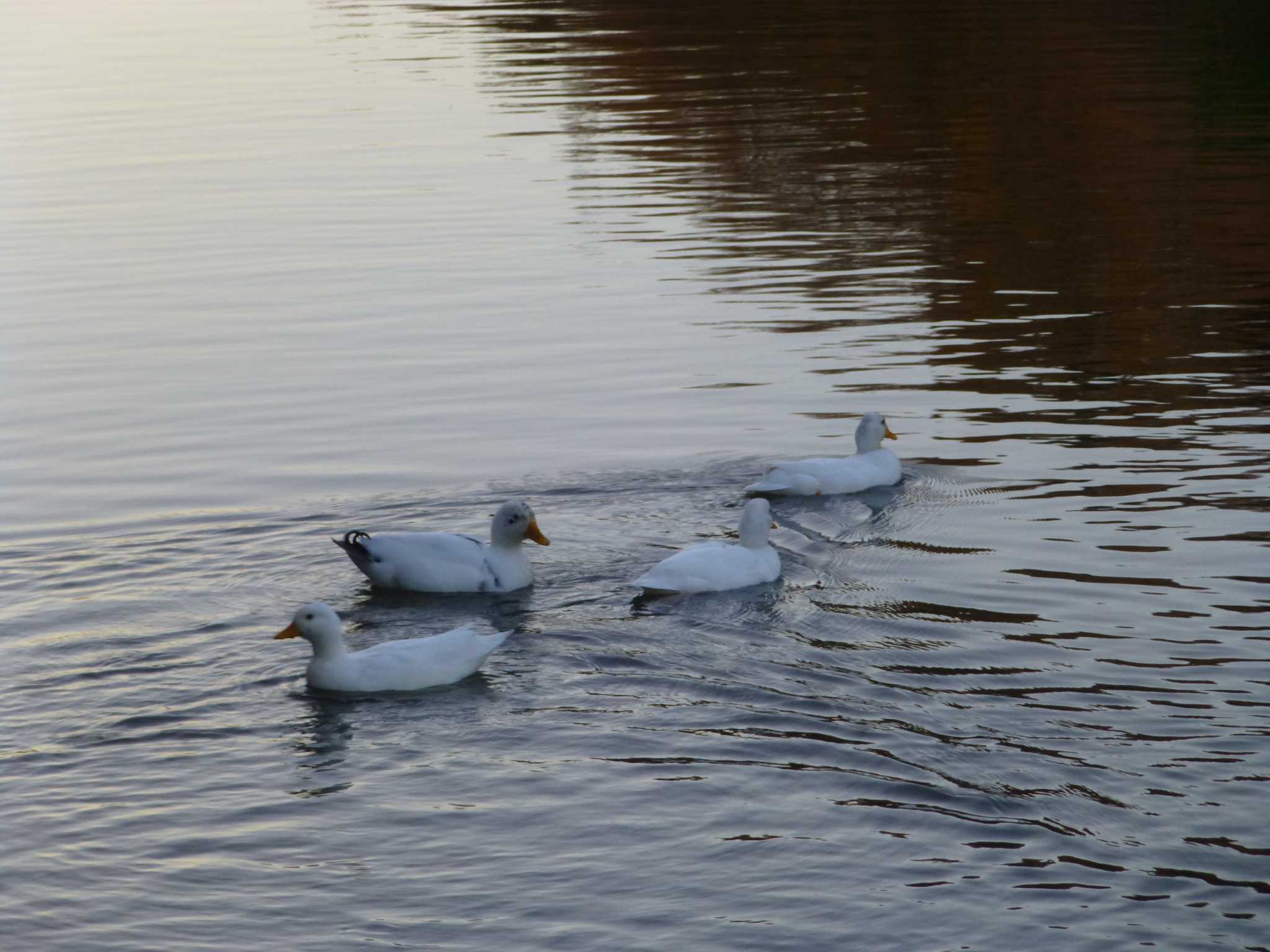 Domestic duck