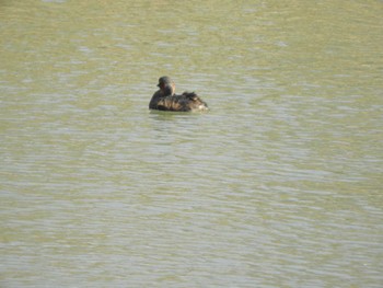 Little Grebe Tokyo Port Wild Bird Park Fri, 3/29/2024