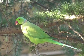 Indian Rose-necked Parakeet 埼玉県所沢市 Fri, 3/29/2024