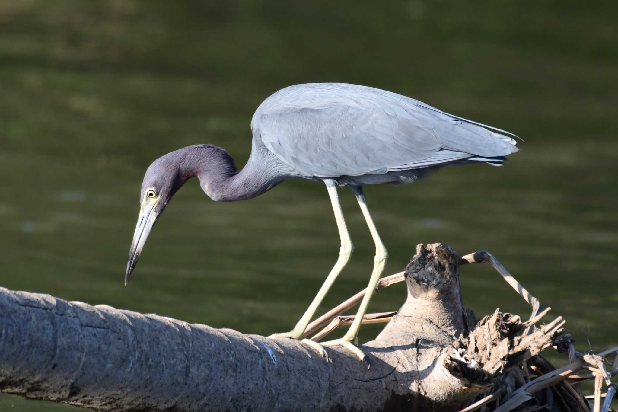 Photo of Little Blue Heron at コスタリカ by でみこ