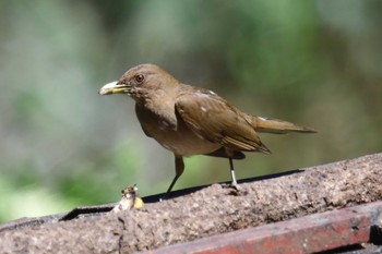 Clay-colored Thrush コスタリカ Mon, 2/12/2024