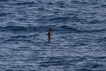 Flesh-footed Shearwater 大洗-苫小牧航路 Sun, 3/24/2024