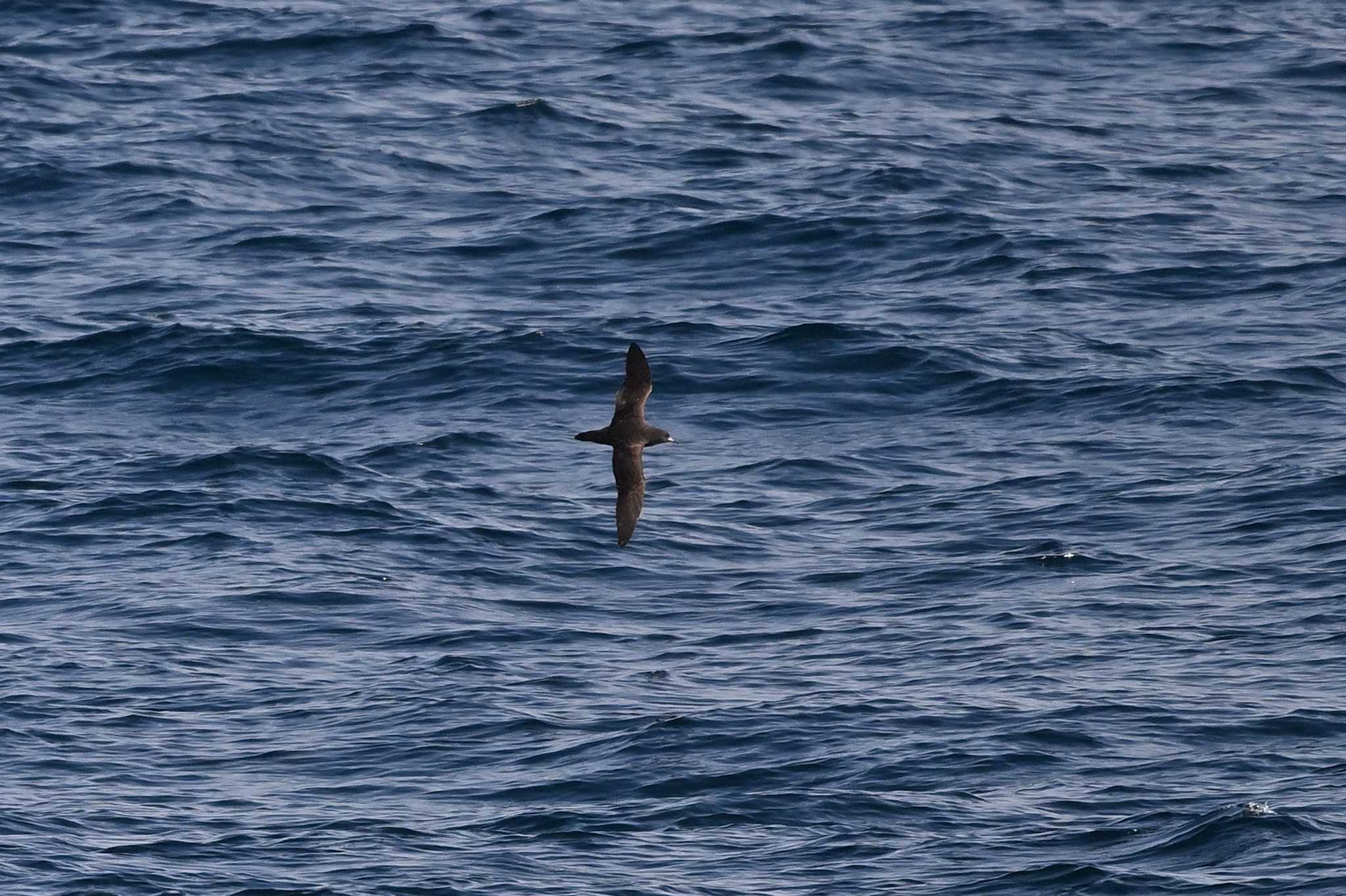 Photo of Flesh-footed Shearwater at 大洗-苫小牧航路 by ダイ