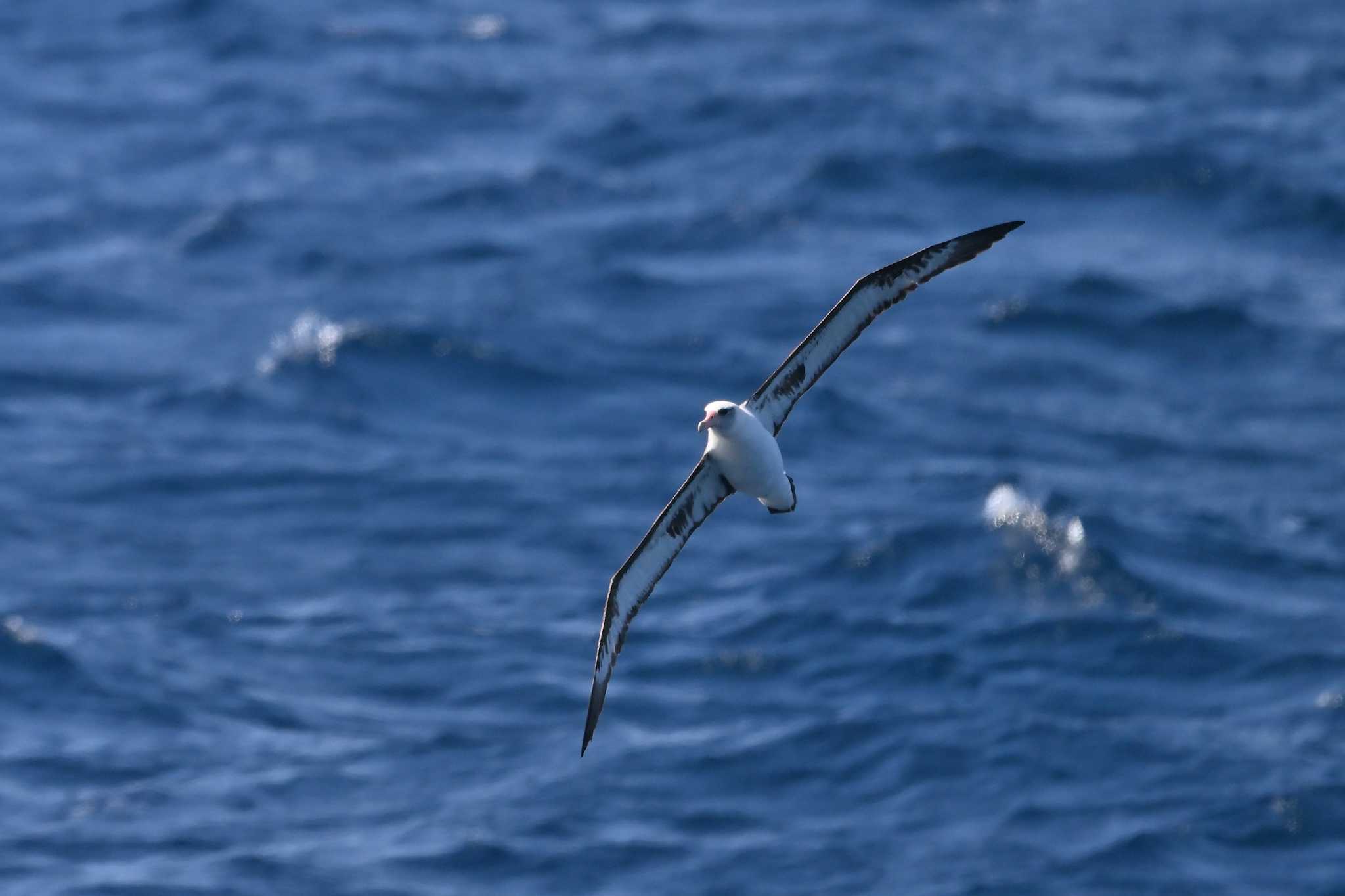 Photo of Laysan Albatross at 大洗-苫小牧航路 by ダイ