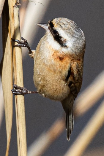 Chinese Penduline Tit 島田川河口(山口県) Fri, 3/29/2024