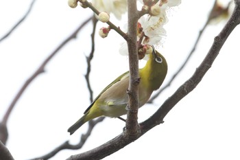 メジロ 大阪城公園 2024年2月18日(日)