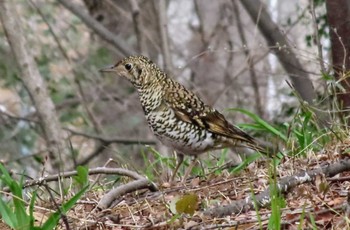 トラツグミ 浅間山公園(府中市) 2024年3月24日(日)