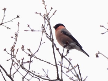 Eurasian Bullfinch(rosacea) 丸火自然公園 Thu, 3/28/2024