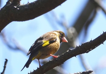 カワラヒワ 稲佐山公園 2024年3月29日(金)