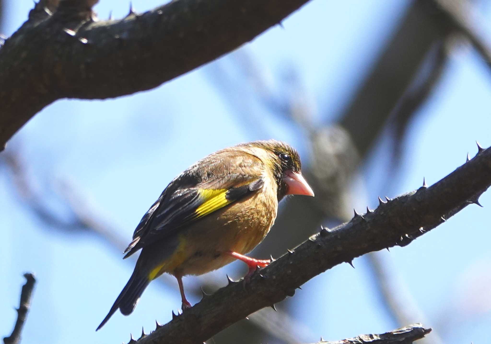 Photo of Grey-capped Greenfinch at 稲佐山公園 by M Yama