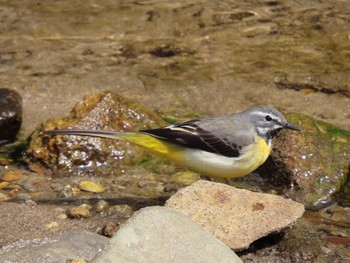 Grey Wagtail 宮城県 Mon, 3/25/2024