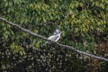 Crested Kingfisher 矢作川中流(愛知県 豊田市) Fri, 3/29/2024